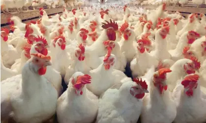  ?? Photograph: Lester Lefkowitz/Getty Images ?? Despite the bird flu outbreaks the US Department of Agricultur­e says eggs that are properly handled and cooked are safe to eat.