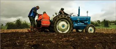  ?? ?? Right: Noel, Cecil, Rodney and Gary Wilson, planting seed potatoes with their David Brown Dropper and Fordson Dexta Super Tractor near Garvary, also this week.
Photos by John Mcvitty.