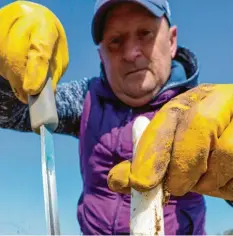  ?? Foto: Armin Weigel, dpa ?? Wer Spargel stechen will, braucht vorher eine Anleitung. Denn wer falsch sticht, kann großen Schaden an den Pflanzen anrichten.