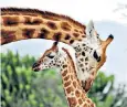  ??  ?? Giraffes have complex social groups in which elderly members care for young