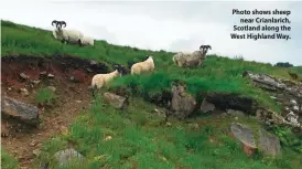  ??  ?? Photo shows sheep near Crianlaric­h, Scotland along the West Highland Way.