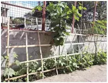  ?? ?? VEGETABLE gardens in vacant lots and available spaces at camp Karingal.