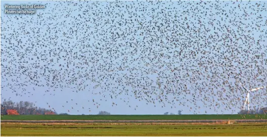  ??  ?? Wintering flocks of Golden Plovers can be huge!