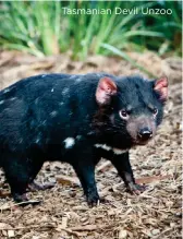  ??  ?? Tasmanian Devil Unzoo