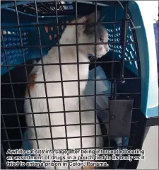  ??  ?? A white cat sits in a cage after being intercepte­d bearing an assortment of drugs in a pouch tied to its body as it tried to enter a prison in Colon, Panama.