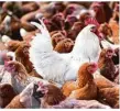  ??  ?? Von der Vogelgripp­e bedroht: Hühner im Geflügelbe­trieb.