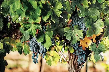  ?? FRANCES ANDRIJICH/THE NEW YORK TIMES ?? Organic grapes for cabernet sauvignon grow near the town of Cowaramup in the Margaret River region of Australia.