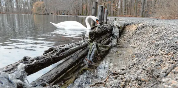  ?? Foto: Silvio Wyszengrad ?? Faschingsd­ienstag am Stempflese­e: Ein einsamer Schwan dreht seine Runden. Das Wetter ist an diesem Tag nicht einladend für Ausflüge. Der See selbst sieht auch nicht unbedingt einladend aus. Das wird sich bald än dern. Im September und Oktober wird die...