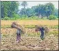  ?? ?? Anger among farmers in Surendrana­gar saw the BJP’s electoral fortunes take a beating in the region in 2017.
