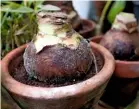  ??  ?? Left to right: A peony seedpod; the late autumn flowers of Tetrapanax papyrifer; burning leaves infected with fungus to reduce the production of airborne spores; tender amaryllis bulbs need to stay indoors.