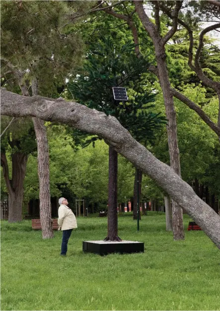  ??  ?? Above One of seven pine-tree cell towers in Post hoc by Dane Mitchell in the Park of Remembranc­e, near the Giardini.