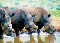  ??  ?? On her homestead in South Africa, a greatgrand­mother named Nomthandaz­o embraces her Zulu heritage in everyday life.
To deter poaching, Phinda Private Game Reserve began dehorning its adult rhinos in 2016 to increase their survival chances.