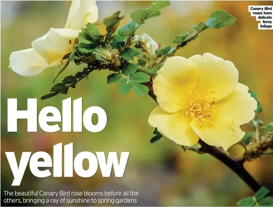  ?? ?? Canary Bird roses have delicate ferny foliage