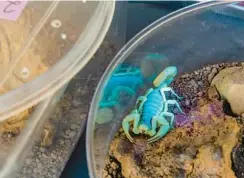  ?? ?? A giant hairy scorpion fluoresces under ultraviole­t light at the Arizona-Sonora Desert Museum.