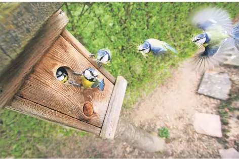  ?? FOTO: JULIAN STRATENSCH­ULTE/DPA ?? Die Einfluglöc­her eines Nistkasten­s zeigen am besten nach Osten – hier eine Blaumeise in einer Montage aus fünf Einzelfoto­s.