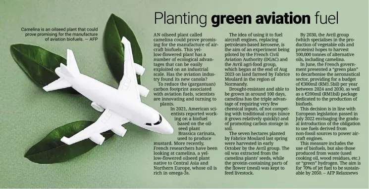  ?? — AFP ?? Camelina is an oilseed plant that could prove promising for the manufactur­e of aviation biofuels.