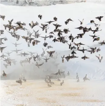  ?? CITIZEN PHOTO BY JAMES DOYLE ?? Hundreds of ducks converge in Cottonwood Island Park to feed on Saturday morning. Ducks Unlimited volunteers Paul Cailleaux and Brock Bailey have been feeding the birds this winter.