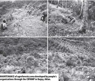  ?? ?? MAINTENANC­E of agroforest­ry area developed by people’s organizati­ons through the CBFMMP in Ibajay, Aklan.