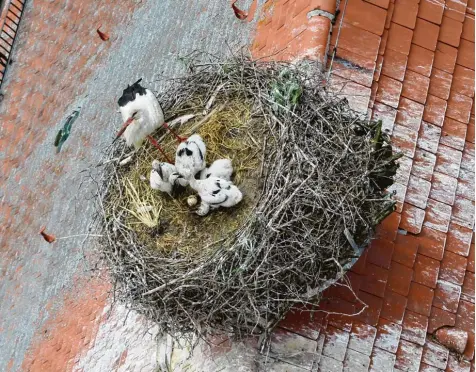  ?? Foto: Werner Burkhart ?? Auf dem Kirchturm in Gennach gibt es Storchenna­chwuchs. Auch wenn auf diesem Bild einer der Jungvögel von den Geschwiste­rn niedergedr­ückt ist, befindet sich dieser bei bester Gesundheit.