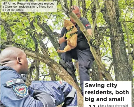  ?? ?? Mi7 Armed Response members rescued a Clarendon resident’s furry friend from a tree last week.