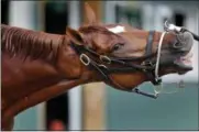  ?? JULIE JACOBSON — THE ASSOCIATED PRESS ?? Belmont Stakes hopeful Hofburg plays with his halter while being bathed after a workout at Belmont Park, Wednesday in Elmont, N.Y. Hofburg is one of 10horses racing in the 150th running of the Belmont Stakes horse race on Saturday.