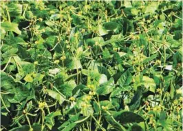  ??  ?? Despite the harshness of weather in the locality, the mungbean plants of Domingo remained vigorous.