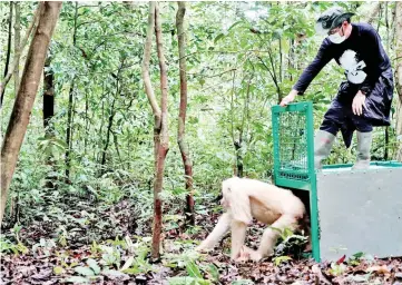  ??  ?? Alba, the only albino orangutan ever recorded in the world, being released in the forest of Bukit Baka Bukit Raya National Park in Katingan Regency, Central Kalimantan. — AFP photo