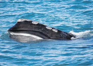  ?? — THE ASSOCIATED PRESS FILES ?? A North Atlantic right whale feeds on the surface of Cape Cod Bay off the coast of Plymouth, Mass. These whales are facing the threat of extinction, and the movement to preserve them is trying to come up with new solutions.