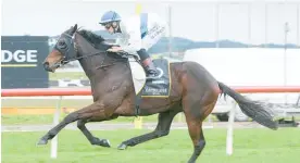  ?? Photo / Trish Dunell ?? Catalyst will be the odds-on favourite for the Hawke’s Bay Guineas at Hastings on Saturday.