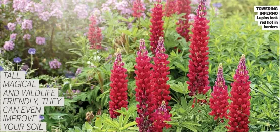  ??  ?? TOWERING INFERNO Lupins look red hot in borders