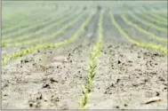  ?? AP Photo ?? Corn plants grow in a field near Ankeny, Iowa.