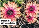  ??  ?? PERKY: African daisy