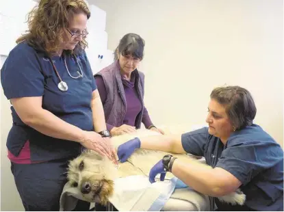  ?? Jerry Baker ?? Technician Melanie Costin, left, draws blood from a three-year-old Irish wolfhound named Mick Jagger at North Houston Veterinary Specialist­s in Willowbroo­k as the dog’s owner Susan Lipka watches and technician Talar Everett assists.