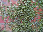  ?? WALTER REEVES ?? Creeping fig is an attractive wall covering.