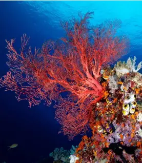  ??  ?? TOP RIGHT : Beautiful coral formations RIGHT: A school of Heniochus butterflyf­ishIMAGES: Greg Piper