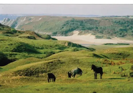  ?? IAN CRUICKSHAN­K PHOTOS FOR THE TORONTO STAR ?? Wild ponies graze happily along the edge of the fairways and 800-year-old ruins that line the Pennard Golf Club on Wales’ spectacula­r Gower Peninsula.