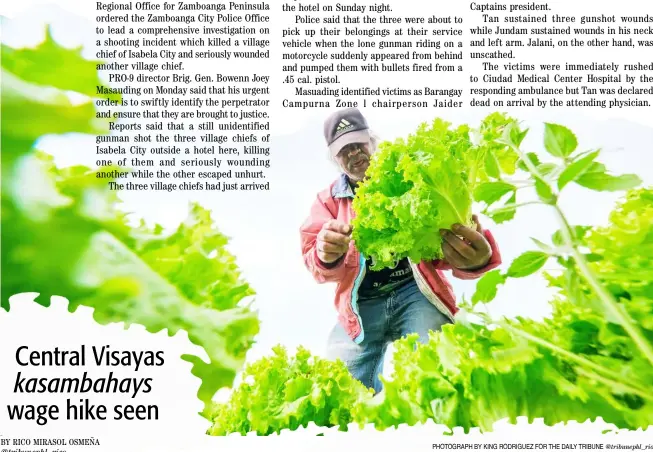  ?? PHOTOGRAPH BY KING RODRIGUEZ FOR THE DAILY TRIBUNE @tribunephl_rio ?? FRESH lettuce are being harvested by a farmer in La Trinidad town, Benguet province on Monday morning. Prices for three heads of lettuce straight from the farm go for at least P50.