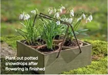  ??  ?? Plant out potted snowdrops after flowering is finished