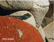  ??  ?? ROCK AGAMA