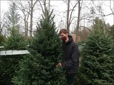  ?? ZACHARY SRNIS — THE MORNING JOURNAL ?? Michael Conaway, tree helper, at Kurtz Christmas Trees, puts a Christmas on the display rack for purchase.