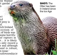  ??  ?? shOT: The Otter has been in Ireland since the Ice Age