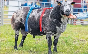  ?? ?? Top: Young handlers and their animals are ready to be judged at the showground. Above: Inter-breed sheep champion the aged Dutch Spotted ram Tiptop Diablo which was purchased at Carlisle in 2020 for 4,000gn.