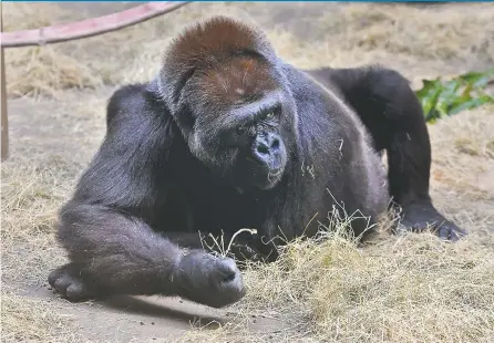  ?? MICHAEL PATRICK/NEWS SENTINEL ?? Zoo Knoxville’s pregnant gorilla Kowali, who is due any day, sits on the floor of her enclosure Tuesday. Kowali is being monitored by zoo staff and veterinari­ans with the University of Tennessee College of Veterinary Medicine. This will be her sixth...