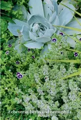  ??  ?? Echeveria, herbs and nemophila.