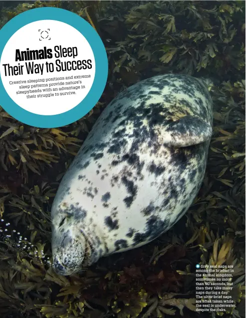  ??  ?? Grey seal naps are among the briefest in the animal kingdom, sometimes no more than 90 seconds, but then they take many naps during a day. The ultra-brief naps are often taken while the seal is underwater, despite the risks.