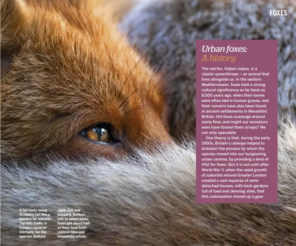  ??  ?? A fox rests, using its bushy tail like a blanket for warmth. Top left: traffic is a major cause of mortality for the species. Bottom right: Zeb and Gaspard. Bottom left: in urban areas, foxes get about half of their food from rubbish bins and household refuse.