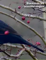  ??  ?? Blackbirds are beautiful singers ✿ Sound is important too, from sleepy cooing of pigeons or collared doves to the sweet evening music of a blackbird. The buzzing of bumblebees as they move from flower to flower brings a great feeling of wellbeing.