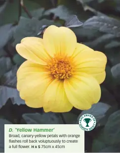  ??  ?? D. ‘Yellow Hammer’
Broad, canary-yellow petals with orange flashes roll back voluptuous­ly to create a full flower. Hx S 75cm x 45cm