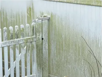  ?? JESSICA DAMIANO/AP ?? A swath of algae growth covers a white vinyl fence on Long Island, New York.