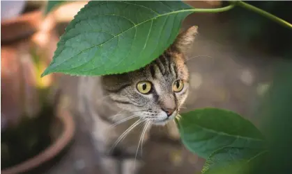  ?? Photograph: Nils Jacobi/Getty Images/ iStockphot­o ?? ‘Every day I try to convince it, very politely, to leave. But the cat comes back the very next day.’